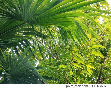 許多植物、葉子、綠色、熱帶植物背景 許多植物、葉子、綠色、熱帶植物背景 111636078