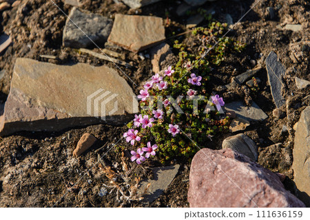 Arctic flowers 111636159