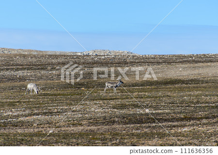 Arctic landscape 111636356