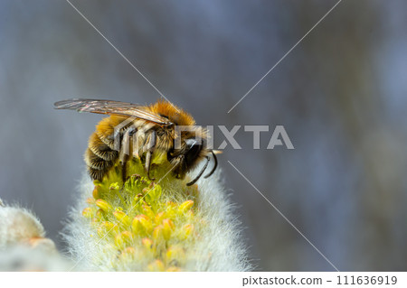 bee collects pollen on a yellow spring flower. willow branch with yellow spring flowers. delicate willow flowers in spring. Active work of bees to collect pollen. lot of pollen and nectar. close-up 111636919