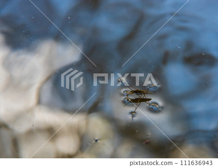 Insect Gerris lacustris, known as common pond skater or common water strider is a species of water strider, found in Europe have ability to move quickly on the water surface and have hydrophobic legs 111636943