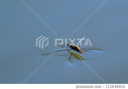Insect Gerris lacustris, known as common pond skater or common water strider is a species of water strider, found in Europe have ability to move quickly on the water surface and have hydrophobic legs 111636952