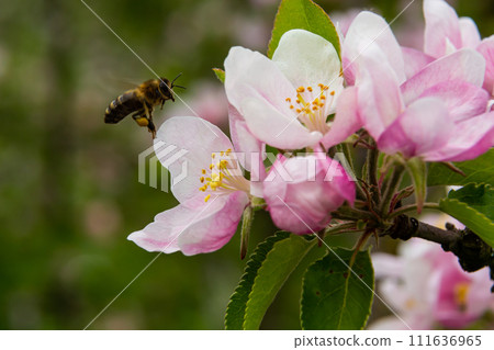 A bee collects pollen near a flower. A bee flies over a flower in a blur background A bee collects pollen near a flower. A bee flies over a flower in a blur background 111636965