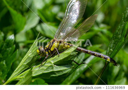 Larval dragonfly grey shell. Nymphal exuvia of Gomphus vulgatissimus. White filaments hanging out of exuvia are linings of tracheae. Exuviae, dried outer casing on blade of grass 111636969