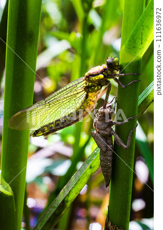 Larval dragonfly grey shell. Nymphal exuvia of Gomphus vulgatissimus. White filaments hanging out of exuvia are linings of tracheae. Exuviae, dried outer casing on blade of grass Larval dragonfly grey shell. Nymphal exuvia of Gomphus vulgatissimus. White filaments hanging out of exuvia are linings of tracheae. Exuviae, dried outer casing on blade of grass 111636972