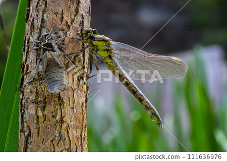 Larval dragonfly grey shell. Nymphal exuvia of Gomphus vulgatissimus. White filaments hanging out of exuvia are linings of tracheae. Exuviae, dried outer casing on blade of grass 111636976