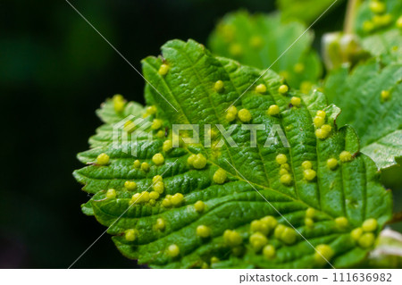 Leaves with gall mite Eriophyes tiliae. A close-up photograph of a leaf affected by galls of Eriophyes tiliae. 111636982