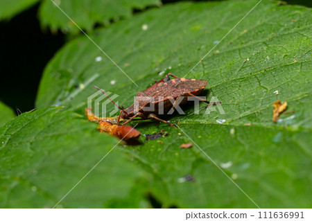A closeup shot of a brown forest bug or red-legged shieldbug on a green leaf, Pentatoma rufipes A closeup shot of a brown forest bug or red-legged shieldbug on a green leaf, Pentatoma rufipes 111636991