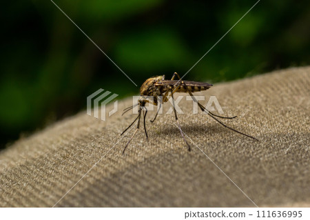 macro of Mosquito Suck in blood,Mosquito using mouth drill through clothes,mosquitoes are carrier of human and animal diseases,selecttive focus 111636995