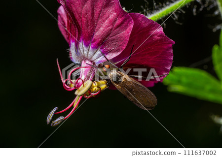 Empis tesselata Dance Fly on a plant 111637002