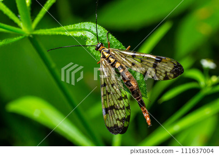 Closeup on a German scorpionfly , Panorpa germanica sitting on a green leaf Closeup on a German scorpionfly , Panorpa germanica sitting on a green leaf 111637004