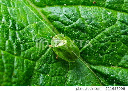 Green tortoise beetle feeding at a green leaf seen from above 111637006