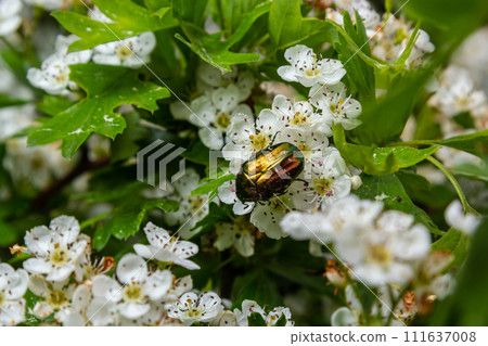 Cetonia aurata on a hawthorn flower. Green betle 111637008