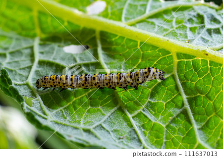 Mullein Cucullia verbasci Caterpillars feeding on garden flower leaves 111637013