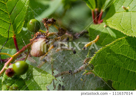 Group of Larvae of Bird-cherry ermine Yponomeuta evonymella pupate in tightly packed communal, white web on a tree trunk and branches among green leaves in summer 111637014
