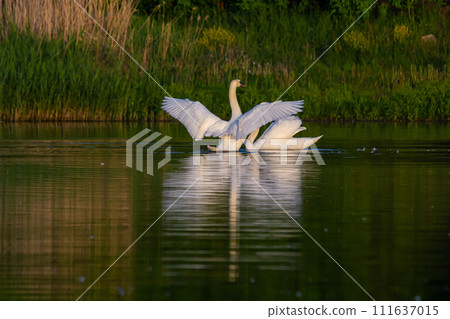 The mute swan Cygnus olor on the water of a small river. A beautiful white bird 111637015