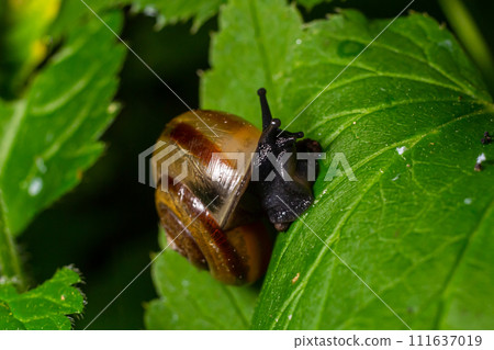 Oxychilus alliarius , commonly known as the garlic snail or garlic glass-snail 111637019