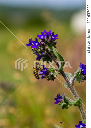 A bee collects pollen near a flower. A bee flies over a flower in a blur background 111637023