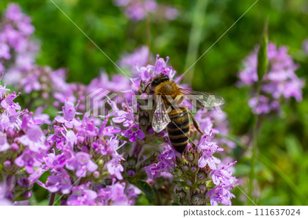 A bee collects pollen near a flower. A bee flies over a flower in a blur background 111637024