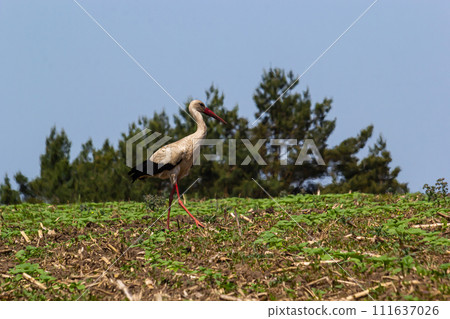 White stork, Ciconia ciconia bird is hunting on grassy swamp White stork, Ciconia ciconia bird is hunting on grassy swamp 111637026