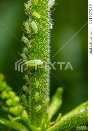 Macrosiphum rosae, the rose aphid is an aphid of the family Aphididae, Hemiptera 111637029