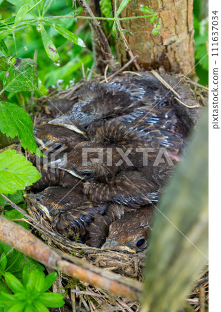 Baby birds in the nest birds and mistle thrushes. Thrushes Baby birds in the nest birds and mistle thrushes. Thrushes 111637034