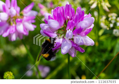 Closeup on a European small garden bumblebee, Bombus hortorum, drinking nectar form a purple thistle flower Closeup on a European small garden bumblebee, Bombus hortorum, drinking nectar form a purple thistle flower 111637035