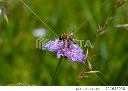 A bee collects pollen near a flower. A bee flies over a flower in a blur background A bee collects pollen near a flower. A bee flies over a flower in a blur background 111637038