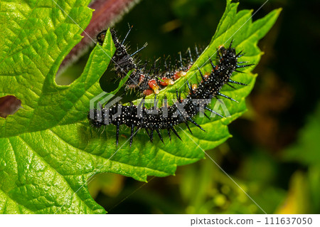 caterpillars of a European peacock butterfly on green leaves they feed on 111637050