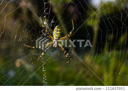 Closeup of exotic striped argiope bruennichi orb web spider sitting on cobweb against blurred background in daytime Closeup of exotic striped argiope bruennichi orb web spider sitting on cobweb against blurred background in daytime 111637051