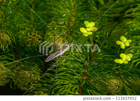 A closeup shot of Gerris lacustris or common pond skater 111637052