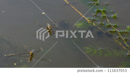 A closeup shot of Gerris lacustris or common pond skater A closeup shot of Gerris lacustris or common pond skater 111637053