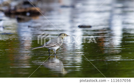 Motacilla alba - The white wagtail, is a small species of passerine bird in the Motacillidae family Motacilla alba - The white wagtail, is a small species of passerine bird in the Motacillidae family 111637056