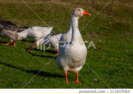 A domestic goose is a goose that humans have domesticated and kept for their meat, eggs, or down feathers. Domestic geese have been derived through selective breeding from the wild greylag goose A domestic goose is a goose that humans have domesticated and kept for their meat, eggs, or down feathers. Domestic geese have been derived through selective breeding from the wild greylag goose 111637064