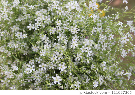 small white flowers on a meadow 111637365