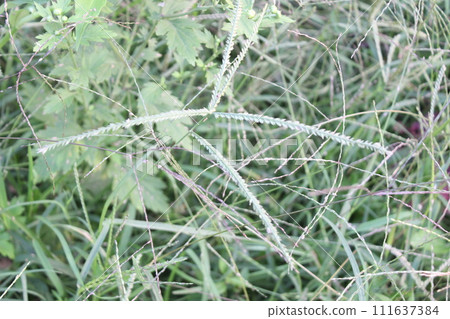 close-up of Eleusine indica grass 111637384