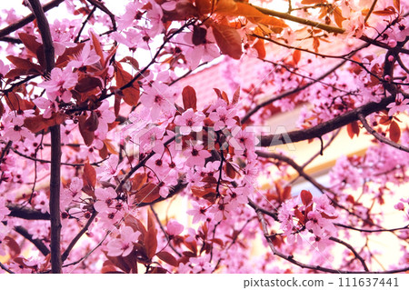Apricot flowers blooming with light bright petals. Landscaping and decoration in spring season. Spring blurred background of nature. Violet color. Apricot flowers blooming with light bright petals. Landscaping and decoration in spring season. Spring blurred background of nature. Violet color. 111637441