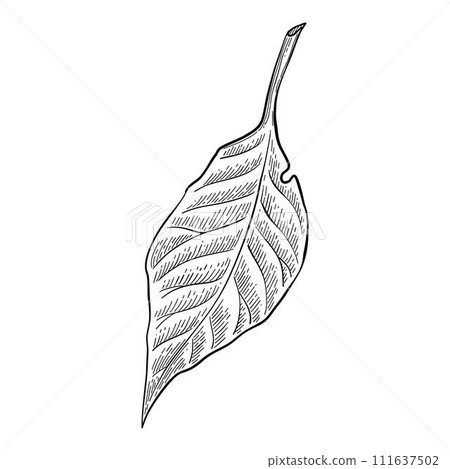 Herbal art. Doodle botanical decorative element for tattoo, invitation and greeting cards, line sketch of forest branches. Vector minimal hand drawn wildflowers. Seasonal flora, wild beautiful botany 111637502