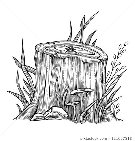 Tree stump and log vector illustrations set. Tree trunk parts top and side view. Felled forest, industrial wood, building material. Firewood, constructing stuff, lumber isolated on white background. 111637518