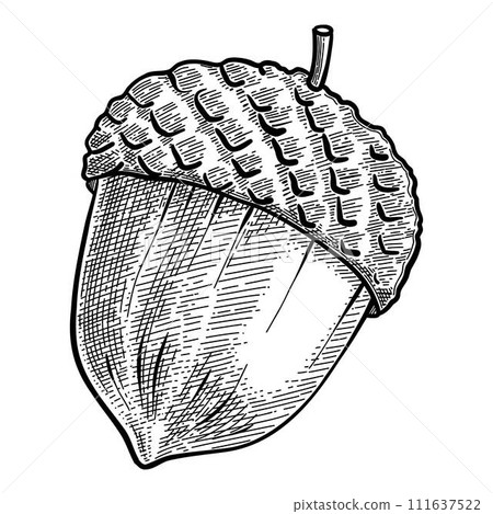 Hazelnut, hard shelled filberts. Whole scattered cobnuts composition. Fresh raw dry hazel nuts. Healthy ripe fruits. Flat vector illustration isolated on white background 111637522