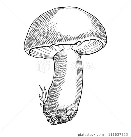 Sketch mushroom. Hand drawn various edible mushroom morel, truffle, champignon, black and king trumpet, bolete mushroom vintage. Organic vegetarian product for menu packaging vector 111637523