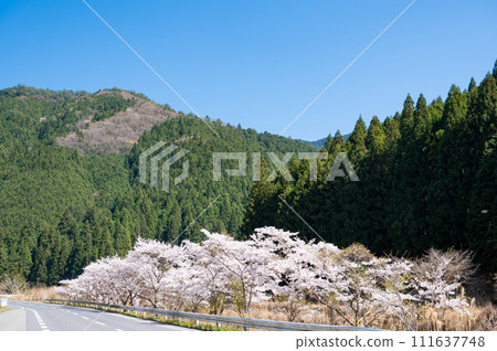 Cherry blossoms in full bloom along the Kishigawa River in Kimino Town, Wakayama Prefecture 111637748
