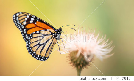 AI-generated content. macro Photo of Monarch butterfly on single pastel flower. AI-generated content. macro Photo of Monarch butterfly on single pastel flower. 111637912