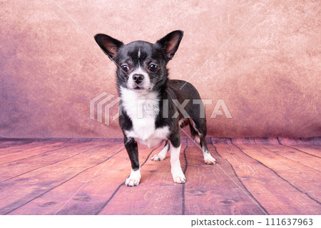 Chihuahua dog in a stand on a beautiful background 111637963