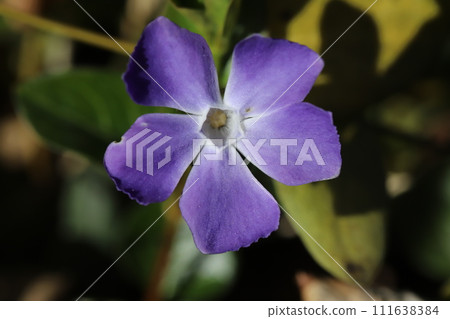 Purple periwinkle flowers blooming in the winter garden Purple periwinkle flowers blooming in the winter garden 111638384