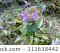 Hotokenoza February 111638442
