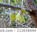 Wax plum February 111638444