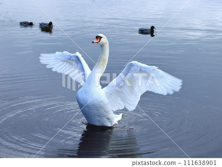 一隻快樂的天鵝? 一隻快樂的天鵝? 111638901