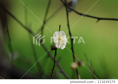 Plum blossom  111639174