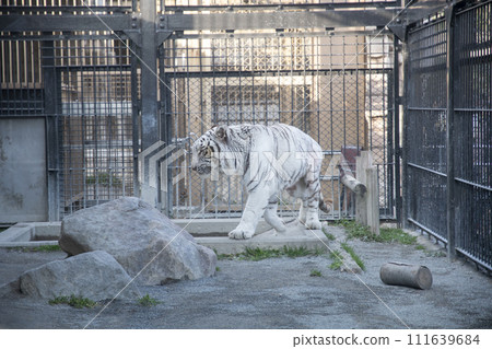 A white tiger approaches with sharp eyes A white tiger approaches with sharp eyes 111639684